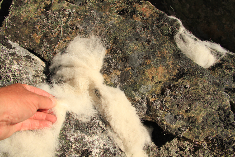 Mountain goat hair on Mine Mountain, Alaska