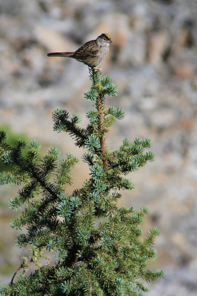  Sparrow at Mine Mountain, Alaska