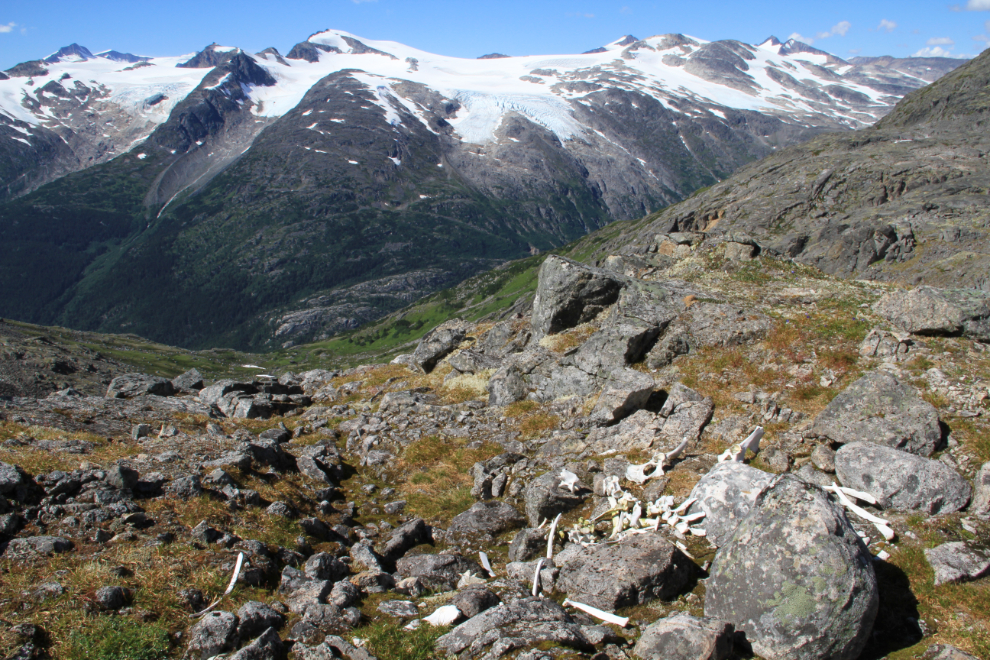 A caribou skeleton along the BC / Alaska border