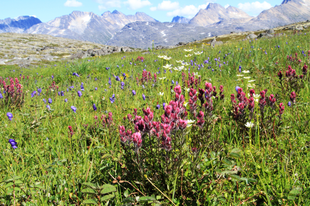 Wildflowers seen while hiking along the BC / Alaska border