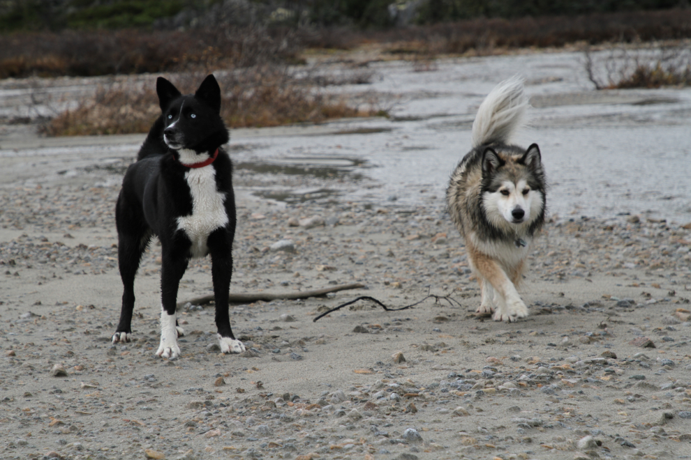 Dogs at Summit Lake on the South Klondike Highway, BC
