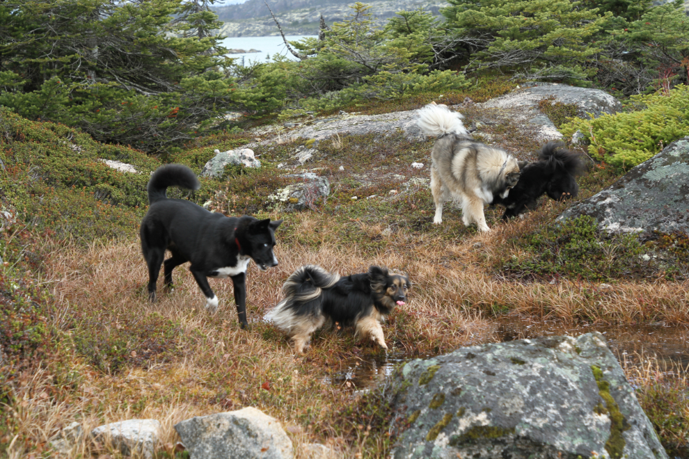 Dogs exploring on the short trail to Summit Lake on the South Klondike Highway, BC
