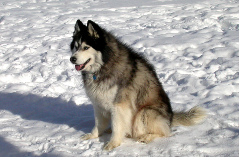 My Siberian Husky, Kodi, 2008