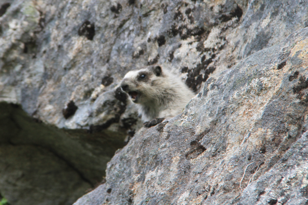 Hoary marmot on Mine Mountain, Alaska