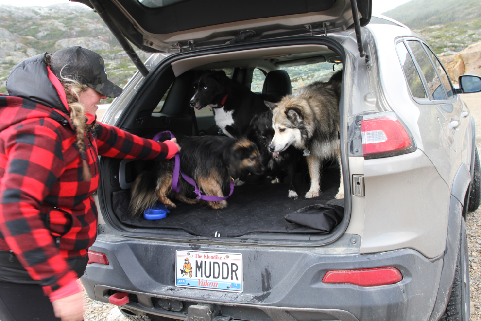 4 dogs in Cathy's Jeep Cherokee