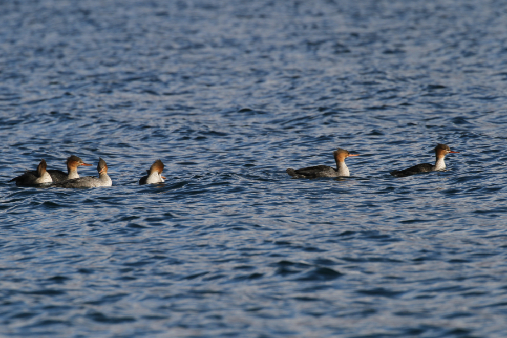 Red-breasted mergansers (Mergus serrator) on Kluane Lake, Yukon