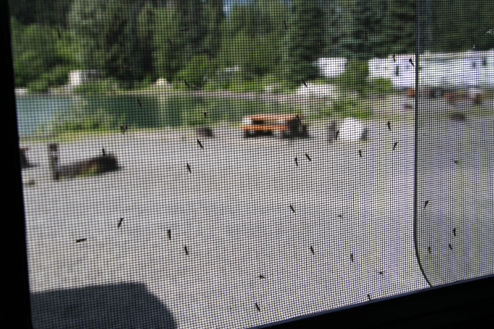 Mosquitoes at Meziadin Lake