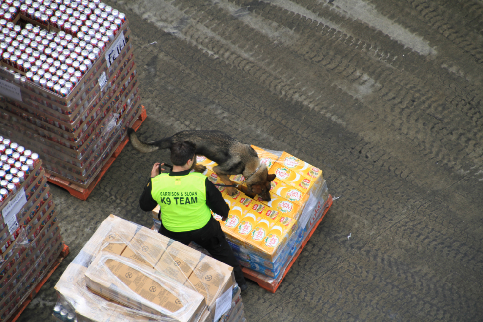 Drug dog checking supplies coming aboard a cruise ship