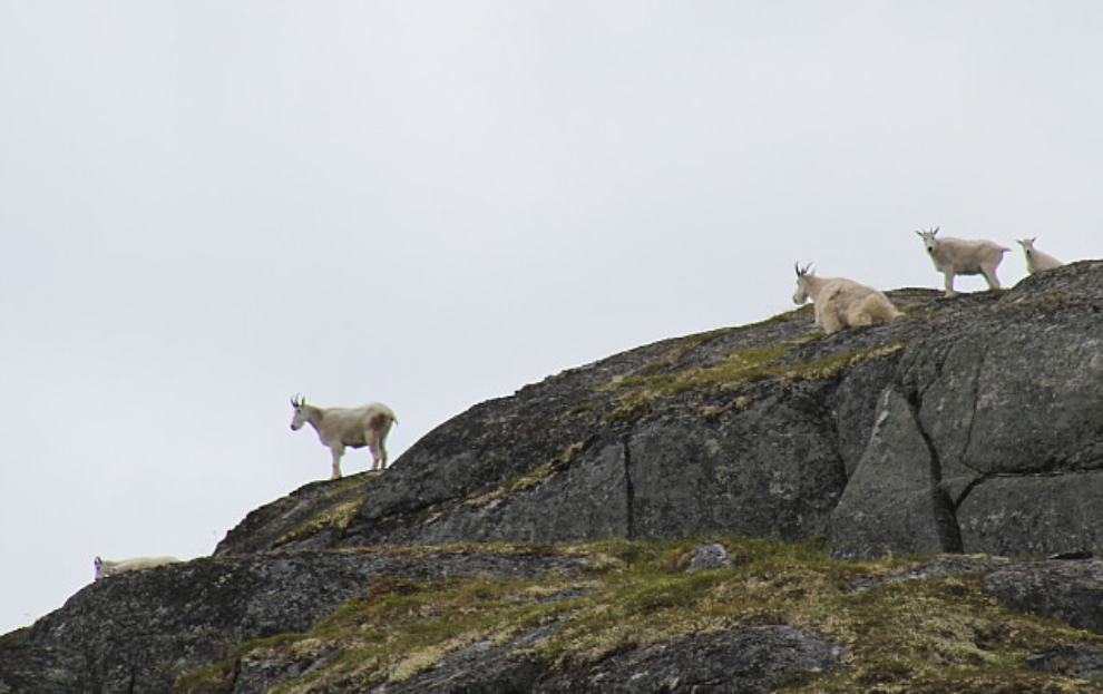 Mountain Goats on Mine Mountain, Alaska
