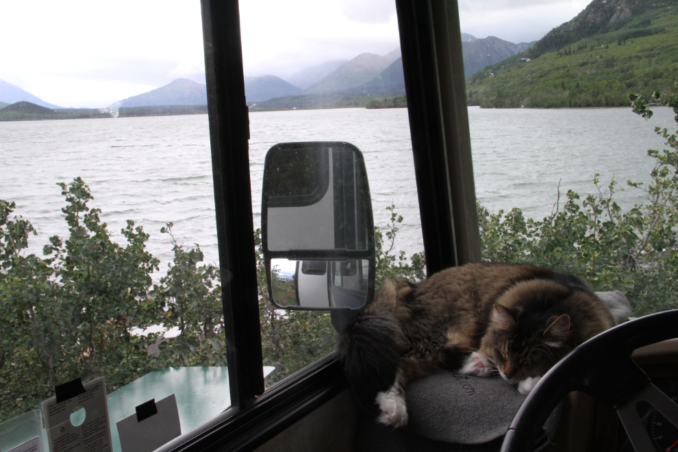 Cat on the dash of an RV at Dezadeash Lake Campground, Yukon