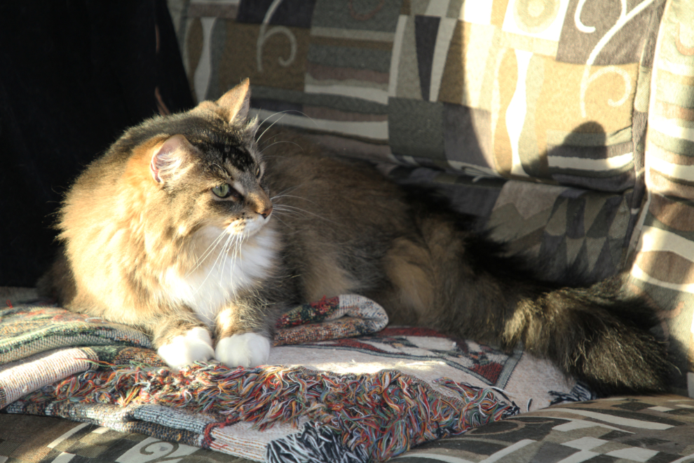 My cat Molly was content in her sunbeam in the RV.