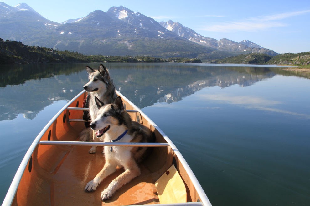 My dogs Monty and Bella canoeing on Bernard Lake, BC
