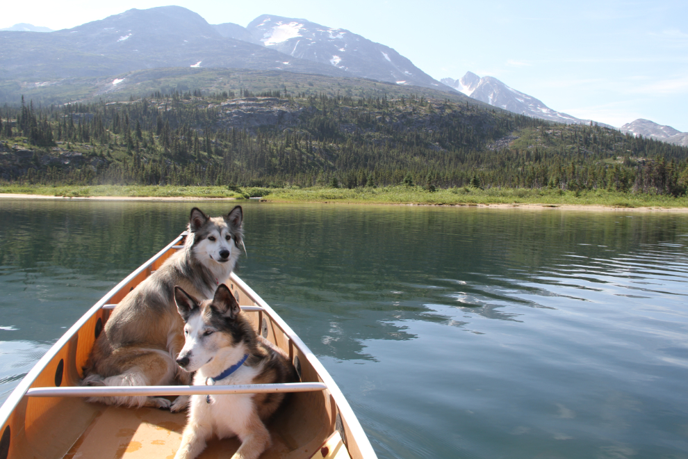 My dogs Monty and Bella canoeing on Bernard Lake, BC