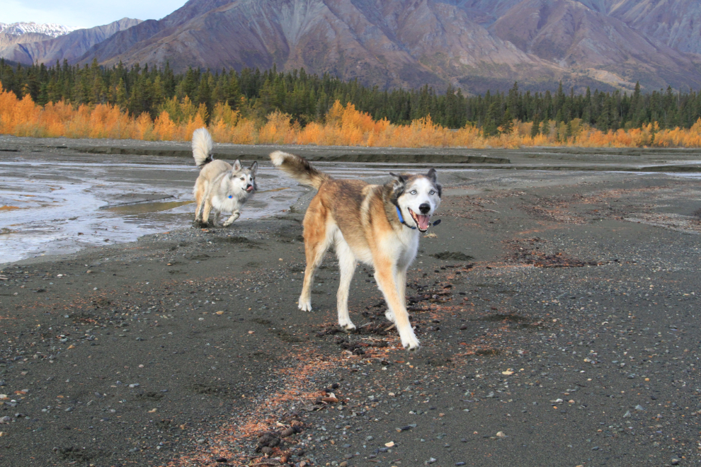 Dogs playing at Congdon Creek, Yukon