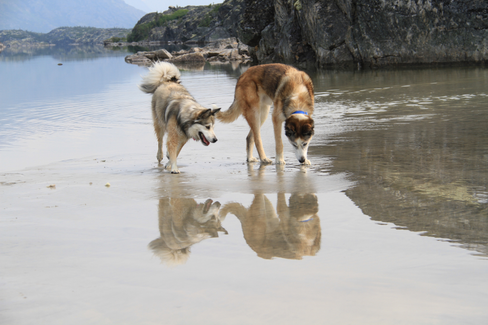 Huskies playing on a beach in northern BC