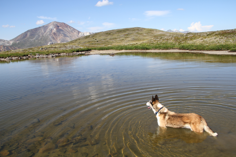 Husky in a lake near Paddy Peak, BC / Yukon border