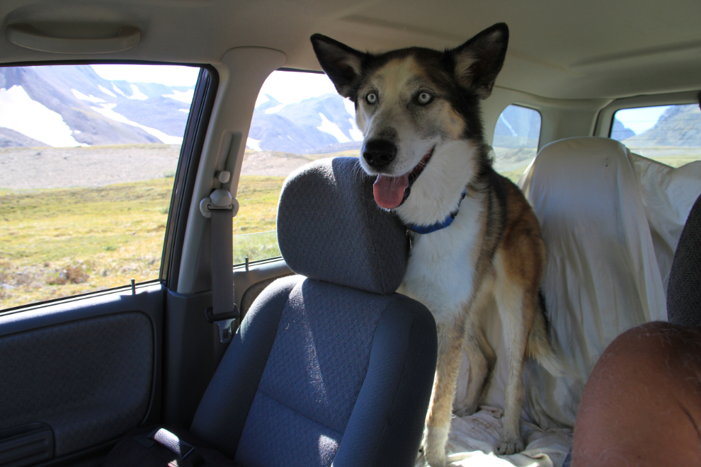 My husky Monty at Paddy Peak, BC / Yukon border