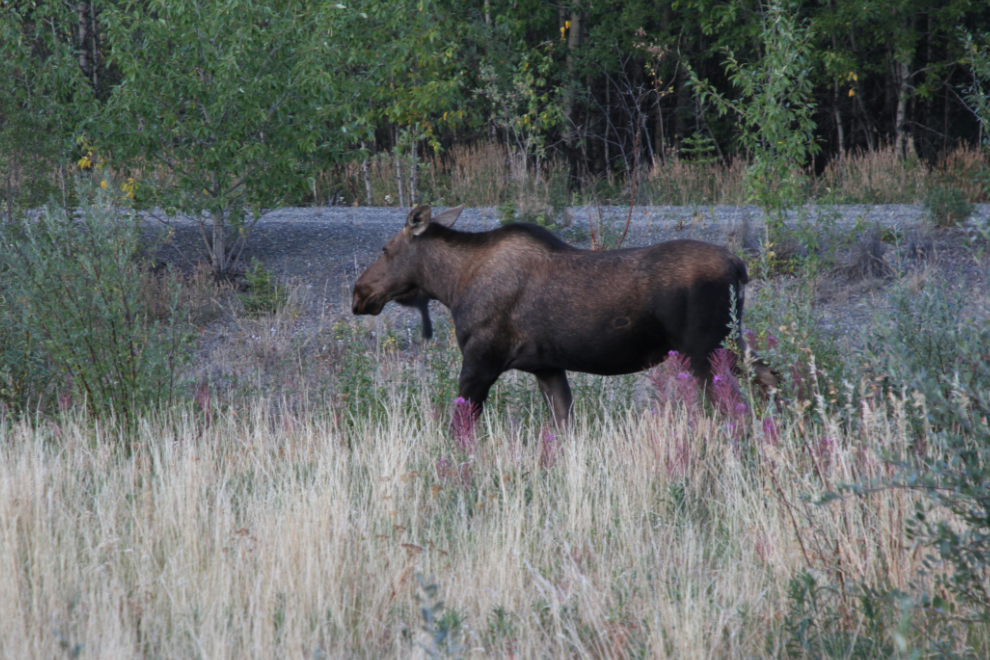 Cow moose browsing willows along the Alaska Highway at Kluane Lake