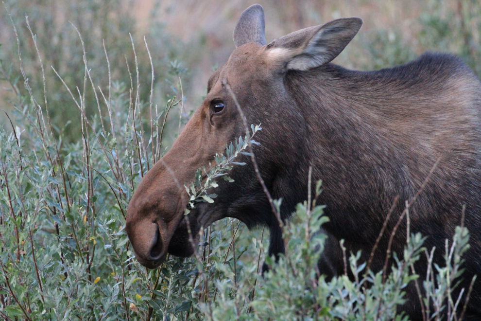 Cow moose browsing willows along the Alaska Highway at Kluane Lake