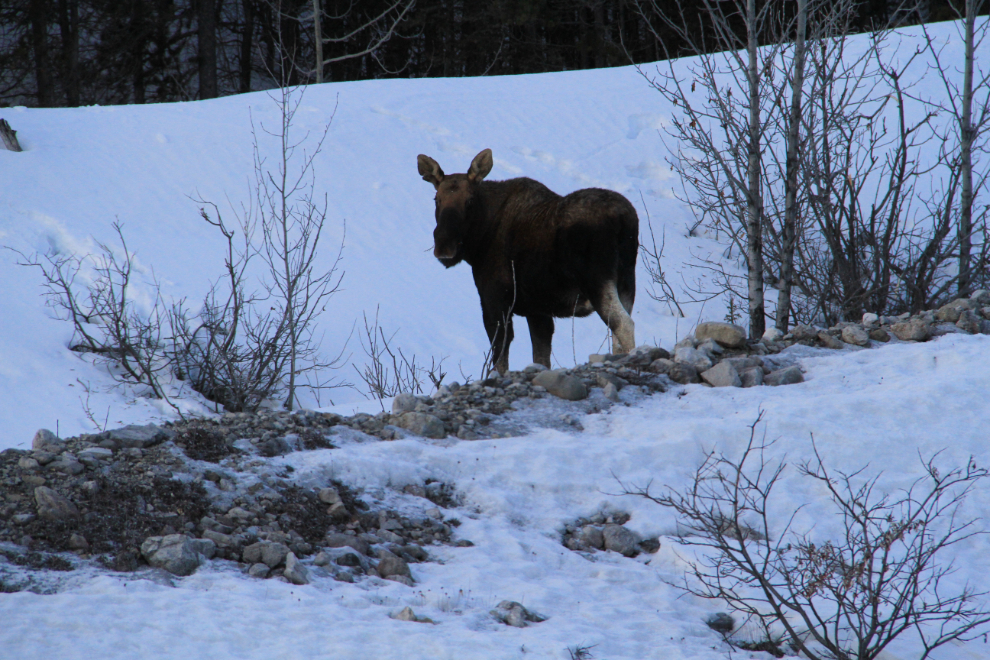 Moose near Muncho Lake in the winter