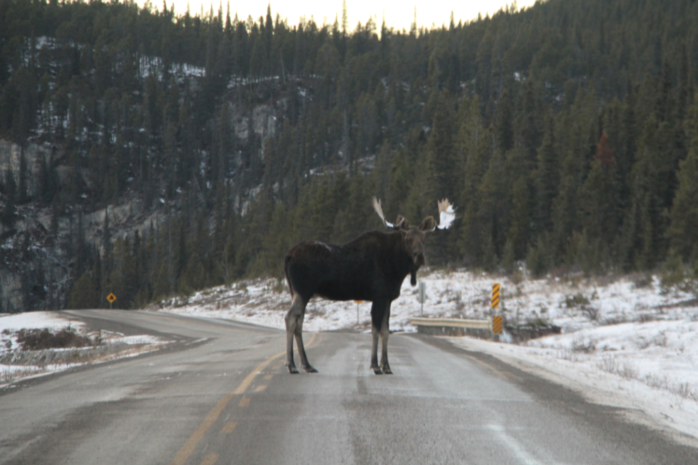 Bull moose on the Alaska Highway