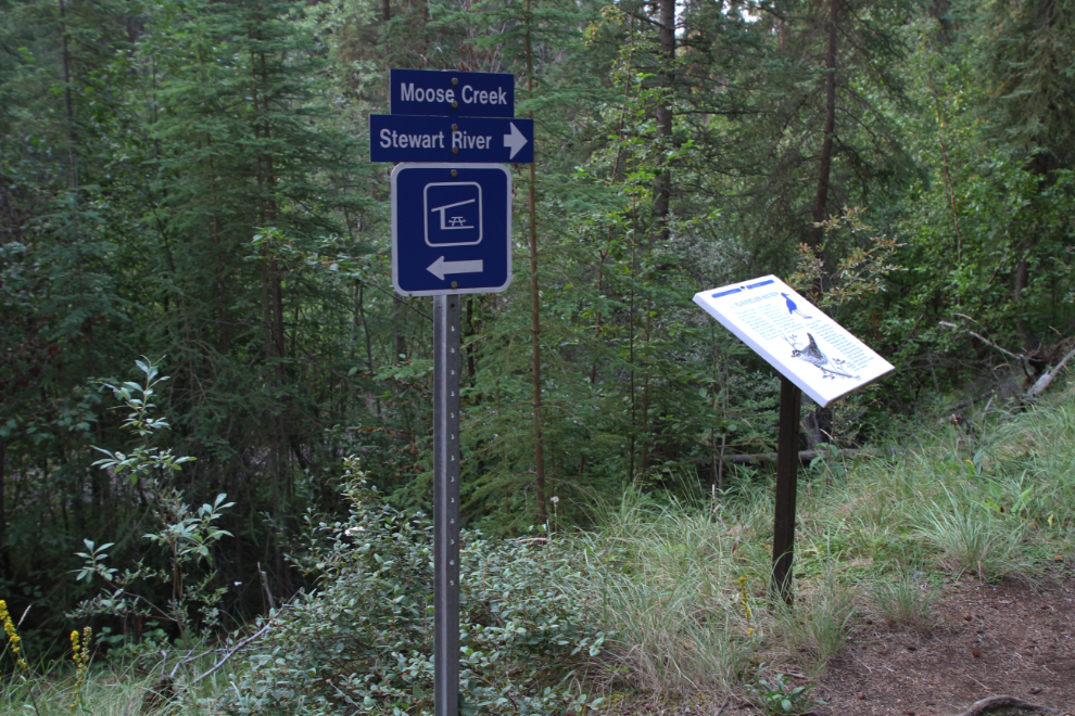 Trail at Moose Creek, Yukon