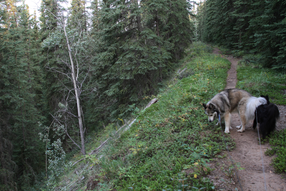 The Upper Ridge trail at Moose Creek, Yukon