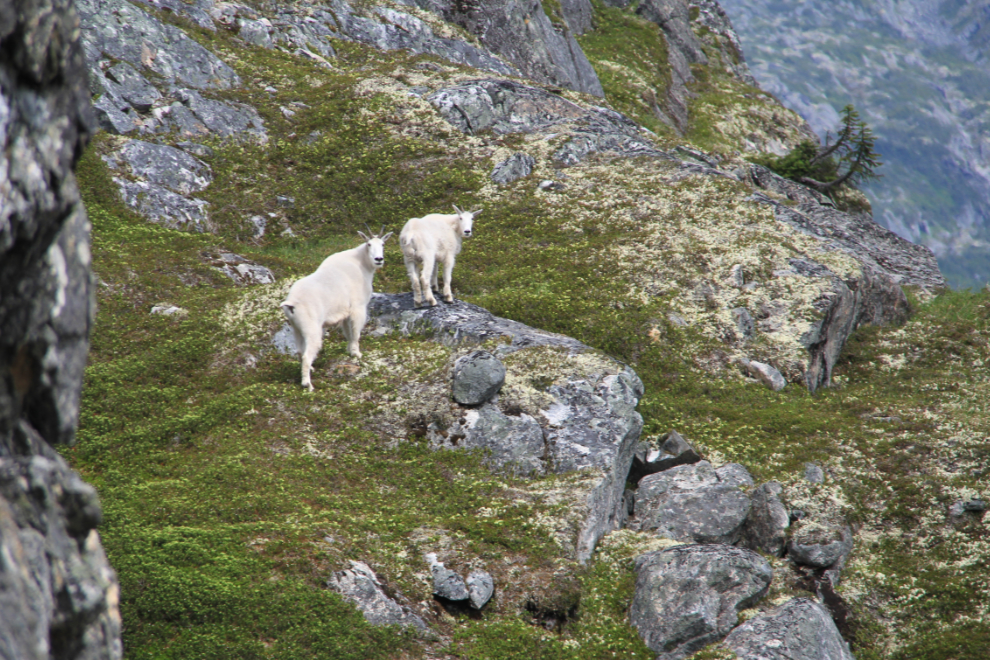 Mountain goats on Mine Mountain, Alaska