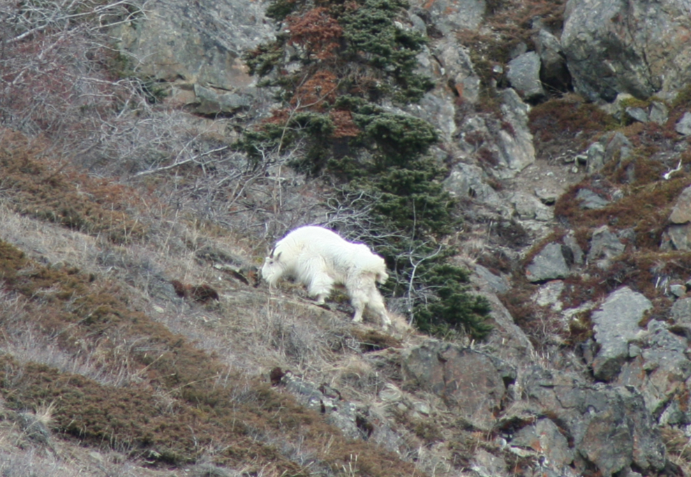 Mountain goat at Pooley Canyon, Yukon