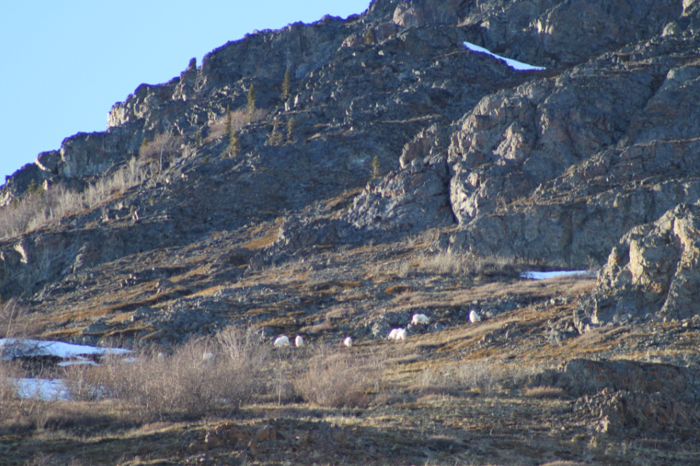 A large herd of mountain goats in the Yukon