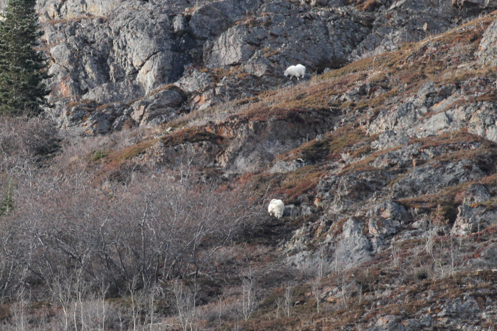 Mountain goats above Pooley Canyon on Montana Mountain, Yukon