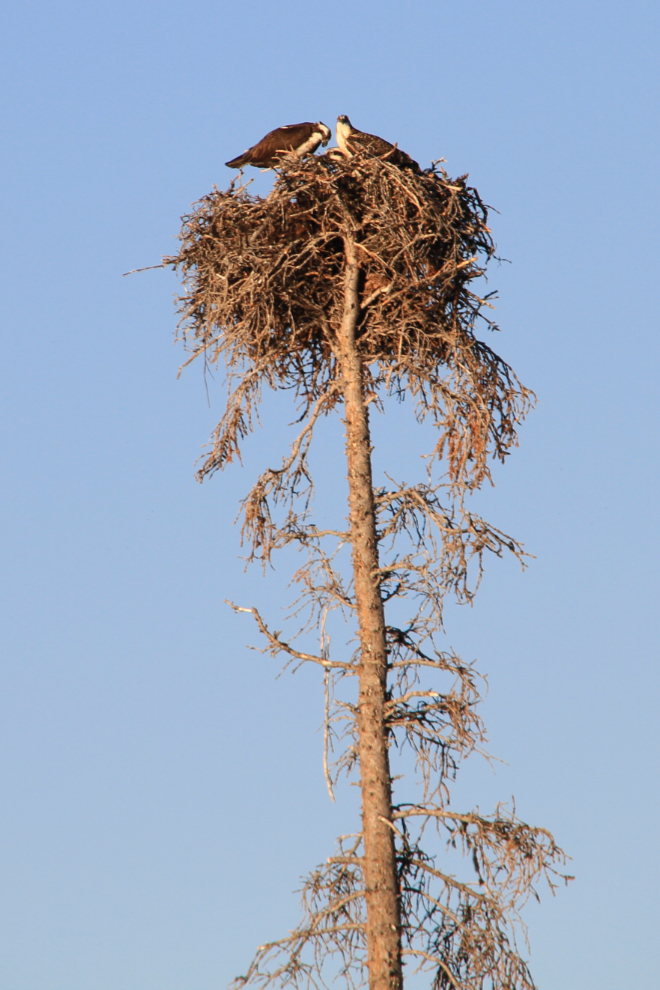 Osprey nest near Atlin, BC