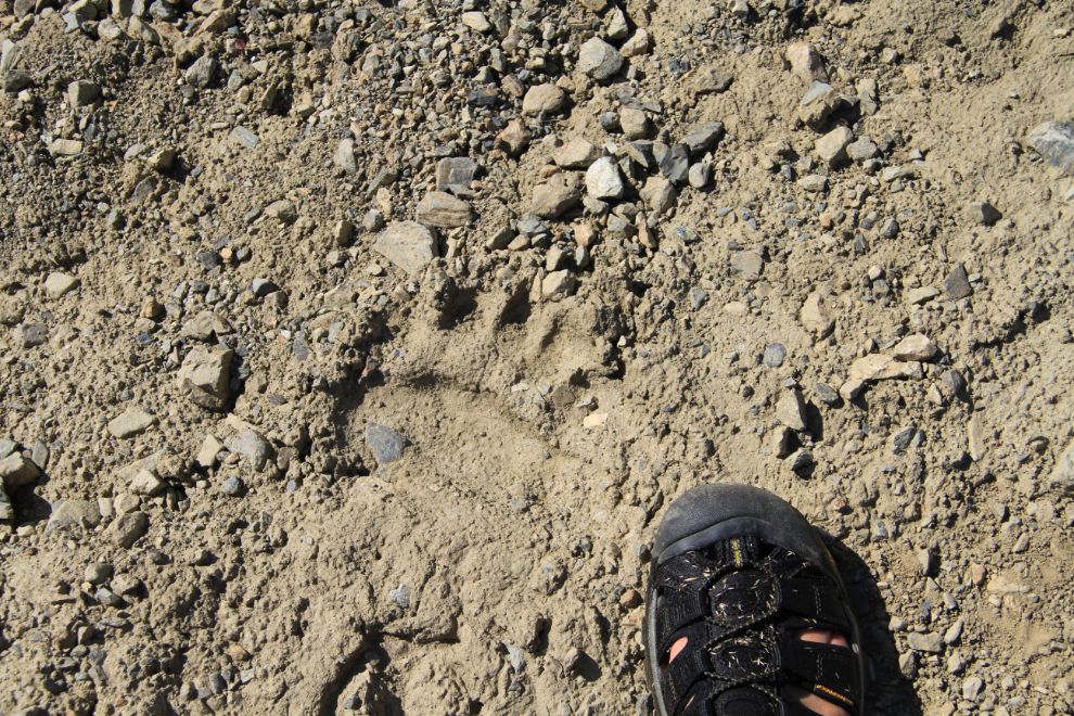 Grizzly print near Paddy Peak, BC / Yukon border