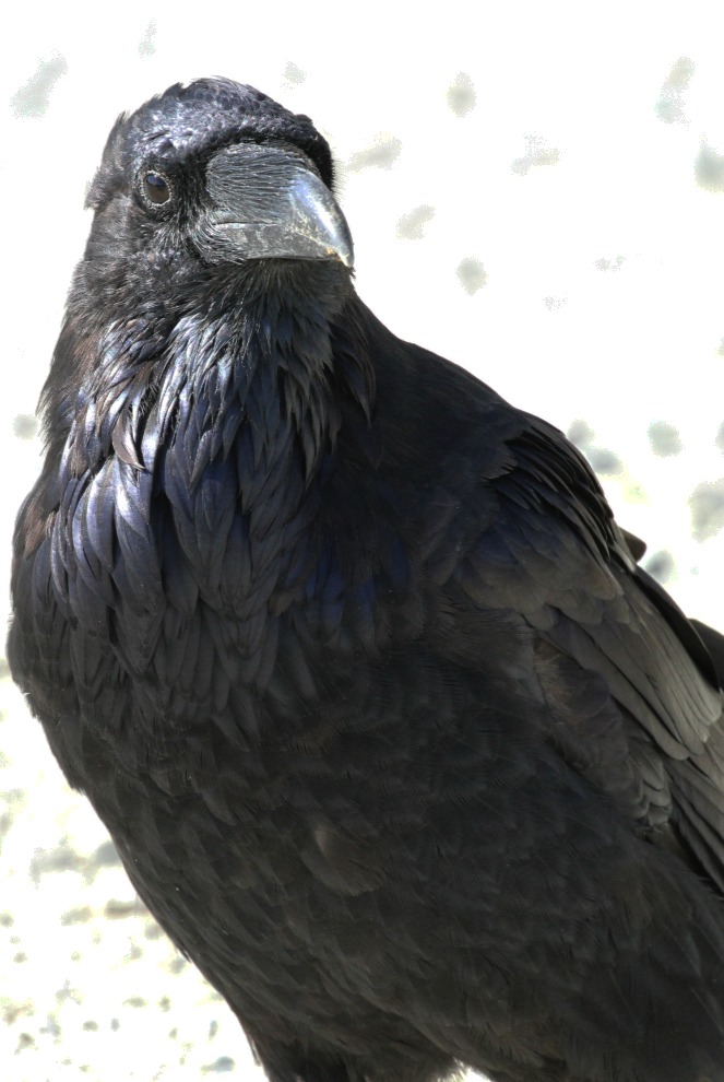 Raven at Sheep Mountain, Yukon