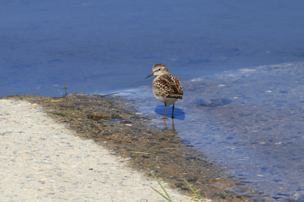 Sandpiper along the Teslin River