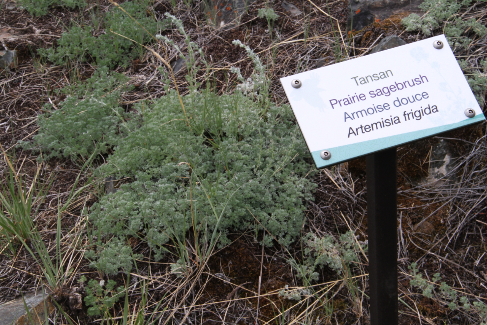 Prairie sagebrush along the Soldier's Summit Trail, Yukon