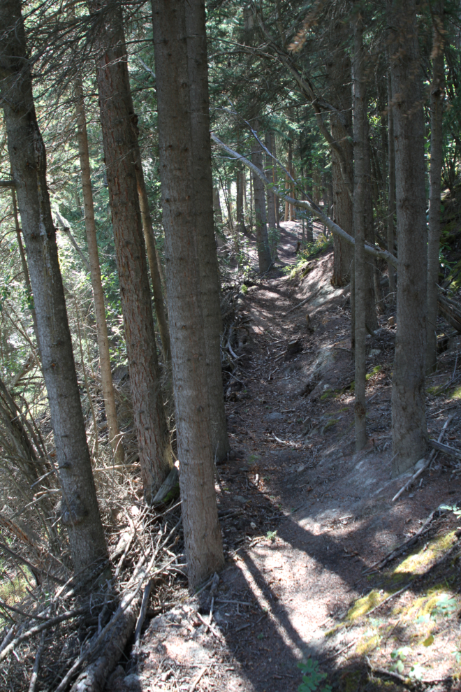 Trail along Spook Creek in Whitehorse, Yukon