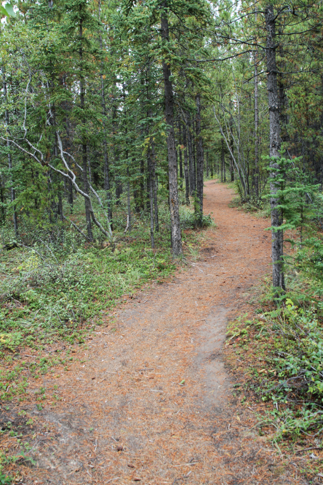 One of the airport walking trails at Whitehorse, Yukon