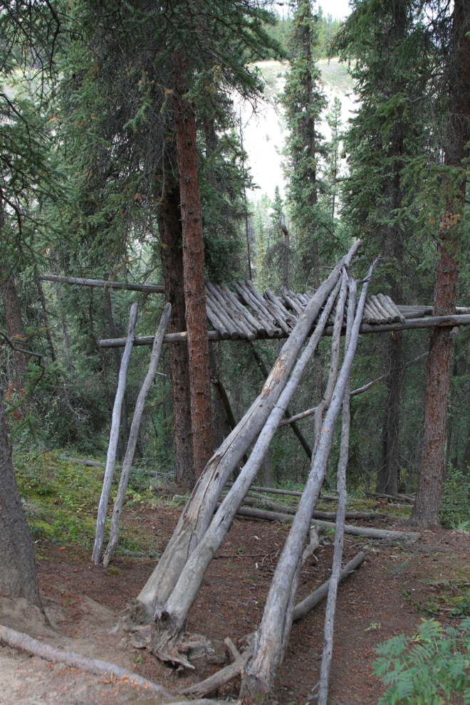 Tree fort along one of the airport trails at Whitehorse, Yukon