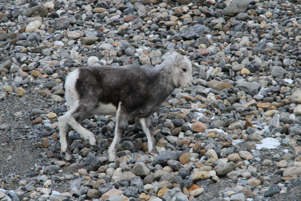 Stone sheep (or Stone's sheep), Ovis dalli stonei on the Alaska Highway