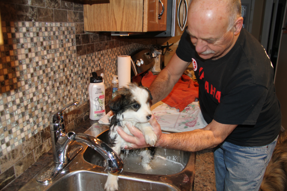 Bathing a rescued puppy