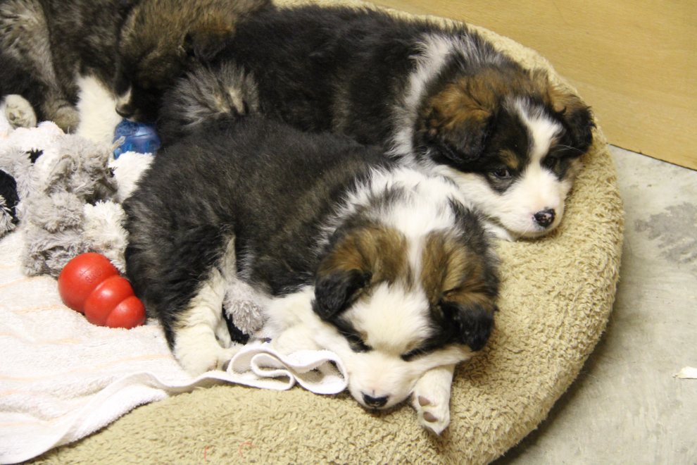 YARN's rescued husky puppies Strawberry and Raspberry