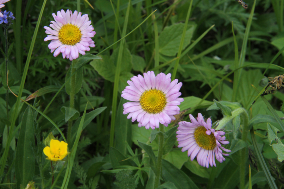 Flowers on Summit Creek Hill in the White Pass