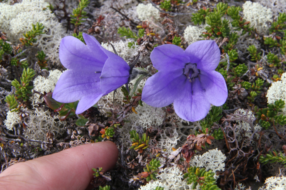 Alpine Harebell (Campanula uniflora) on Summit Creek Hill in the White Pass