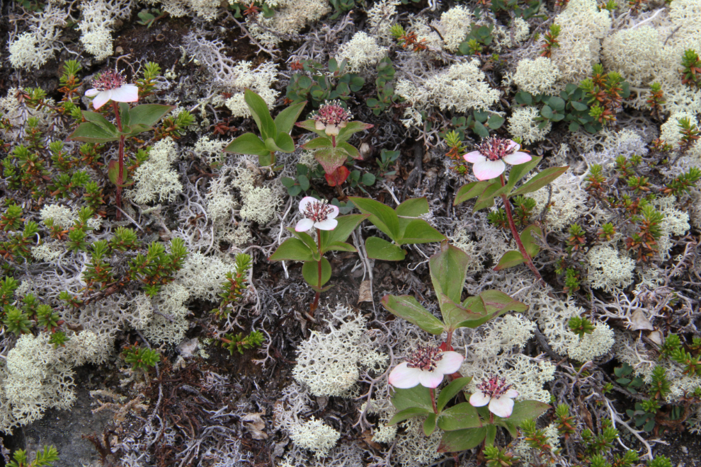 Reindeer moss on Summit Creek Hill in the White Pass