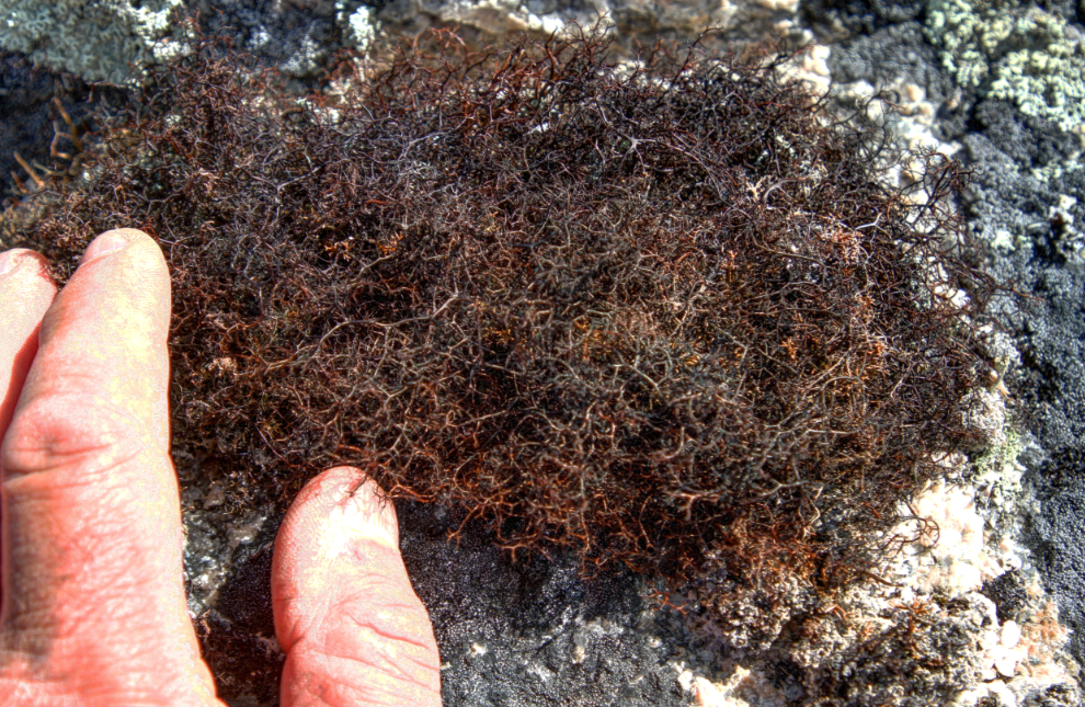 This moss looks like rusted steel wool