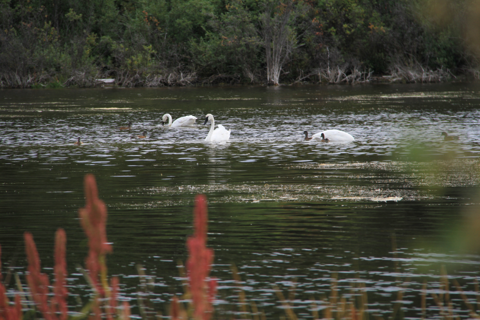 Trumpeter swans at Atlin, BC