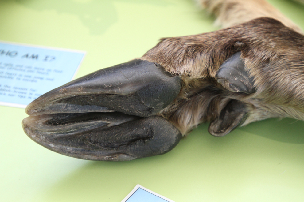 Caribou leg, showing structure that makes the tracks so distinctive.
