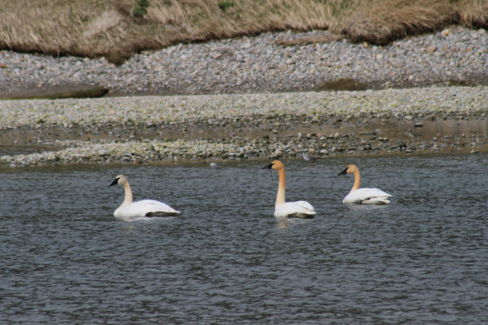 Trumpeter swans on the Taiya River, Alaska