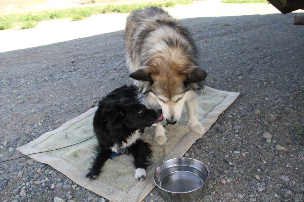 Murray's rescue dogs Tucker and Bella